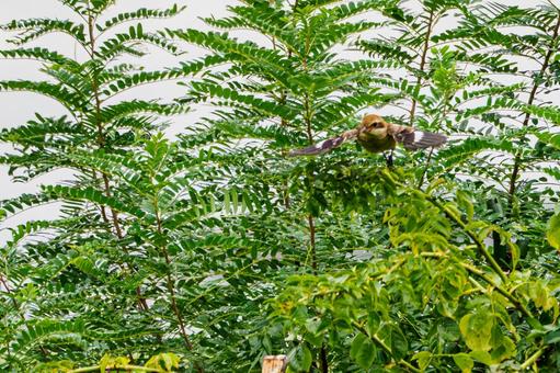 モズの若鳥⑽ モズの若鳥⑽の写真