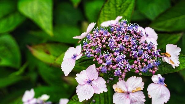 これから咲き誇る紫陽花 これから咲き誇る紫陽花の写真