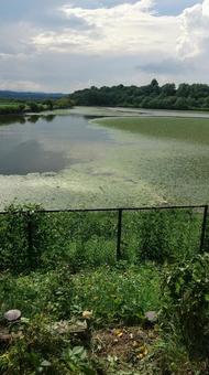 藻がでてる夏の湖 藻がでてる夏の湖の写真