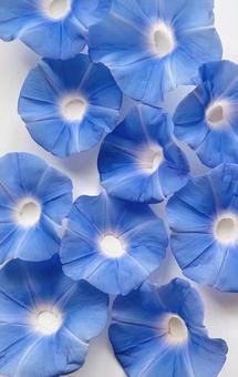 あさがお あさがお アサガオ,花,青い花の写真素材