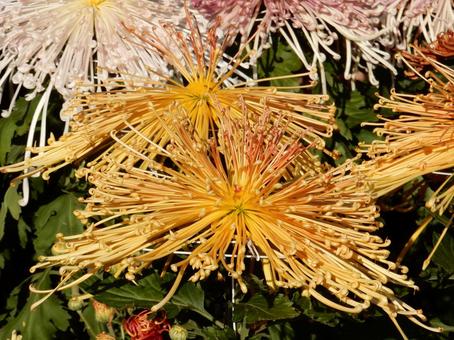 【風景写真】福山菊花展覧会の風景 キク,菊,菊花展の写真素材