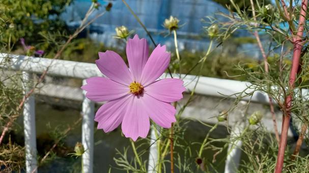 コスモスの写真