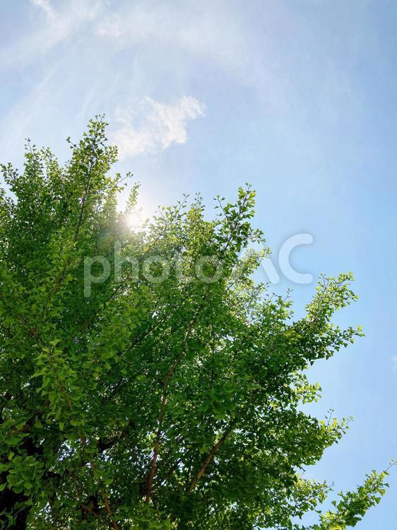 樹木 樹木,木,大木の写真素材