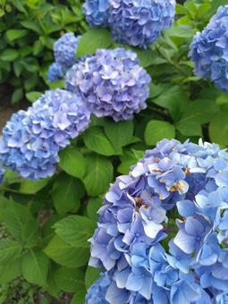 鮮やかな青紫の紫陽花が咲く庭園 鮮やかな青紫の紫陽花が咲く庭園 紫陽花,青,紫の写真素材