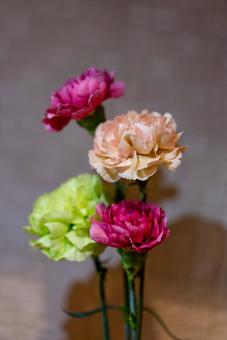 色とりどりのカーネーション カーネーション,花,植物の写真素材