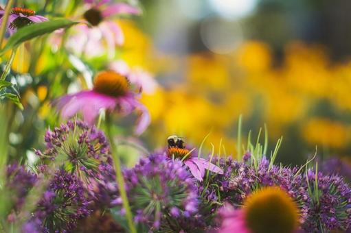 紫の花に舞い降りるハチ 昆虫,蜂,花の写真素材