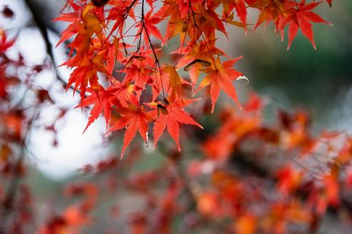 紅葉 紅葉の写真