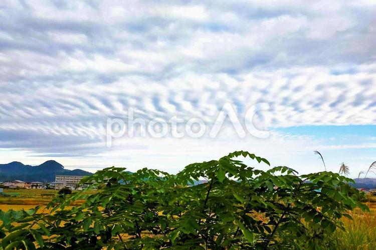 2025年10月の空2 イワシ雲,サバ雲,ウロコ雲の写真素材