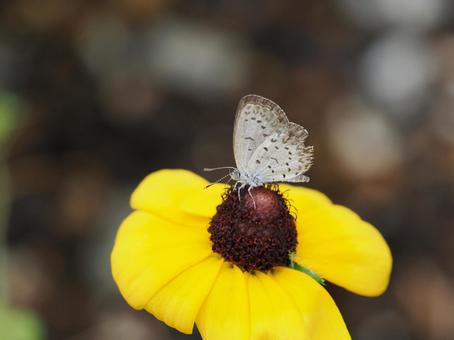 吸蜜するヤマトシジミ 吸蜜するヤマトシジミ ヤマトシジミ,吸蜜,蝶の写真素材
