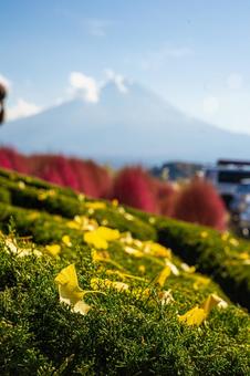 銀杏の葉とコキア越しに見える秋の富士山 銀杏の葉とコキア越しに見える秋の富士山の写真
