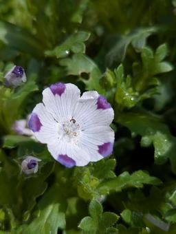 ネモフィラの花 7 ネモフィラの花 7の写真