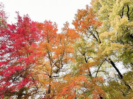 紅葉した木々 落ち葉,紅葉,木の写真素材