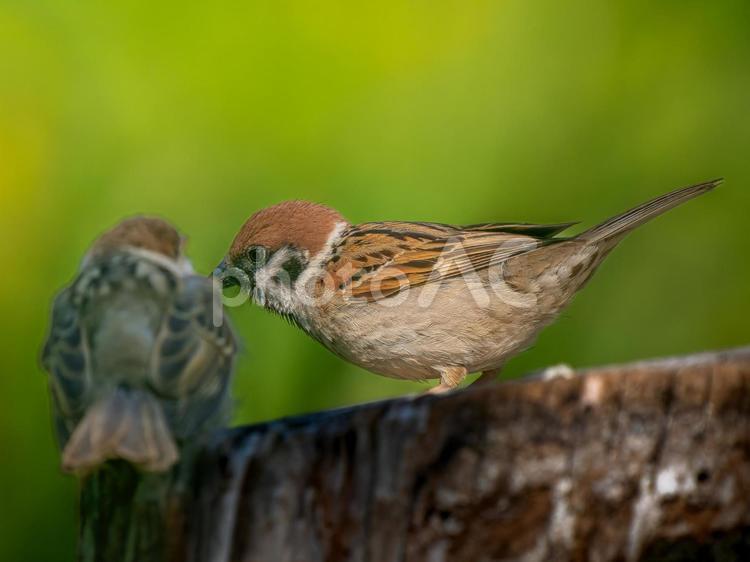 切り株にとまるスズメ スズメ,雀,鳥の写真素材