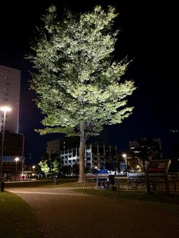 夜の福井中央公園 木,ライトアップ,夜の公園の写真素材