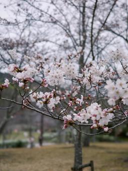 桜 桜,東広島市,鏡山公演の写真素材