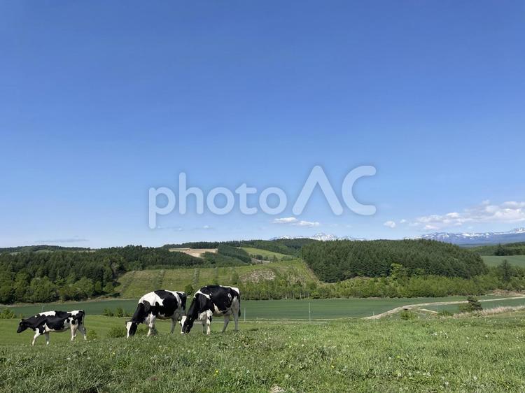 牛と自然 牛,自然,北海道の写真素材