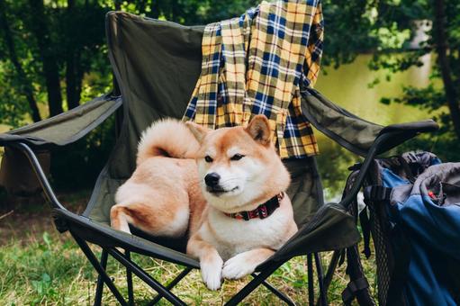 椅子に座る犬の写真