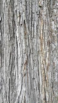 木肌の写真