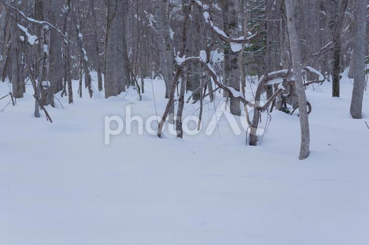 北海道 冬の原生林の雪景色 日本,北海道,江別の写真素材