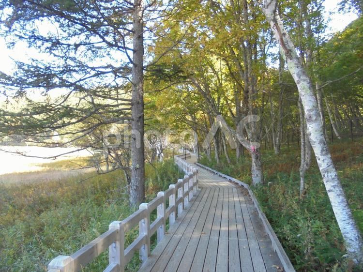 小田代ヶ原の白い木道 日光,草紅葉,小田代ヶ原の写真素材