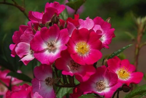 バラ 'モーツァルト' バラ 'モーツァルト' バラ,モーツァルト,薔薇の写真素材