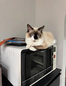 のんびり猫 ラグドール,猫,眠いの写真素材