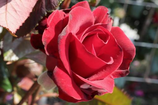 バラ園にて赤い薔薇を撮った写真ですの写真