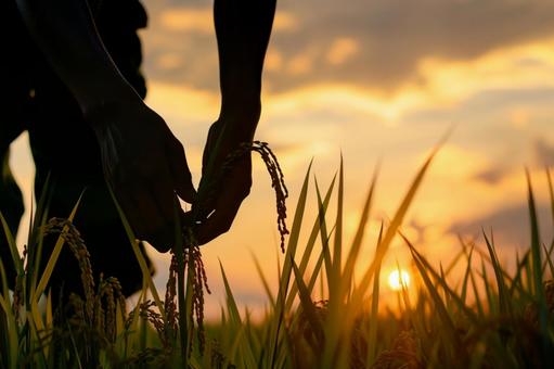 稲穂と夕日の風景の写真