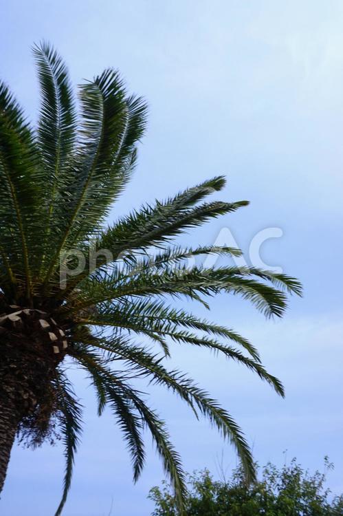 青空の下のヤシの木2 ヤシの木,青空,木の写真素材