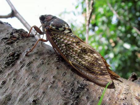 アブラゼミ アブラゼミの写真