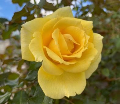 バラ　薔薇　花の写真