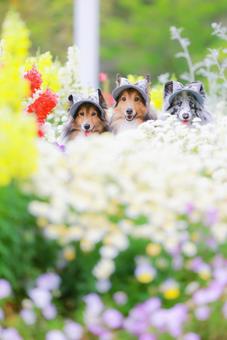 シェルティ シェルティ シェルティ,犬,ペットの写真素材