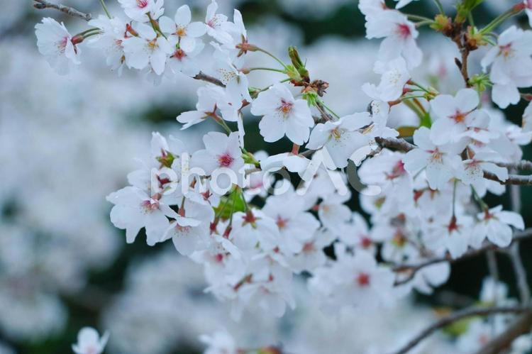 ソメイヨシノ（桜） 桜,春,背景素材の写真素材