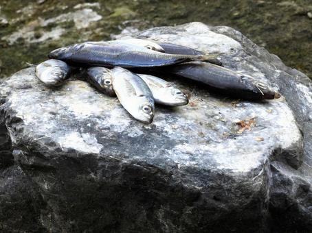 Photo, fish, river side, natural, 