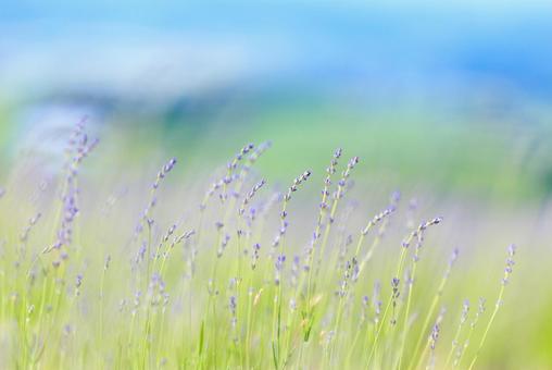 ラベンダー ラベンダー,花,紫色の写真素材
