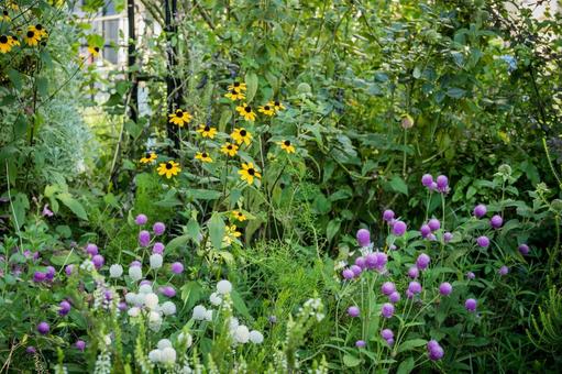 センニチコウのある花壇 センニチコウのある花壇の写真