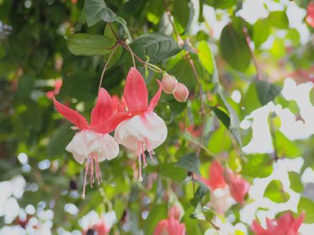 下向きに咲く花 フクシア 赤 白 下向きに咲く花 フクシア 赤 白 花,かわいい,フクシアの写真素材