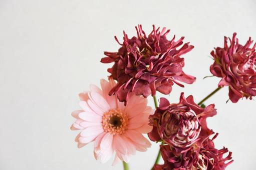 紅華美とガーベラ 紅華美とガーベラ 紅華美,ガーベラ,ピンクの写真素材
