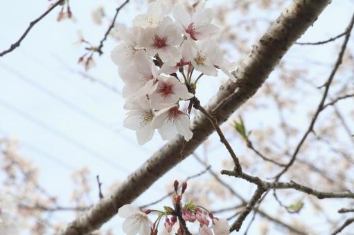 桜 桜の写真