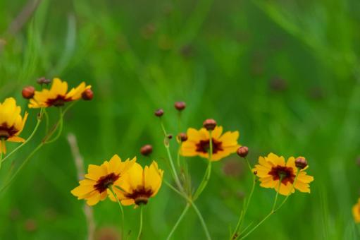 Photo, yellow, flower, a lot, 