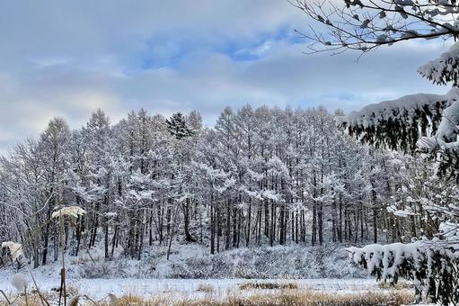 冬の森 森,樹林,森林の写真素材