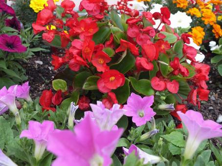 ペチュニアの花に囲まれた赤いベゴニア ペチュニアの花に囲まれた赤いベゴニア ベゴニア,赤い花,花の写真素材