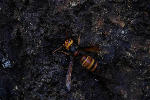 ヒメスズメバチ ヒメスズメバチ,スズメバチ,ハチの写真素材