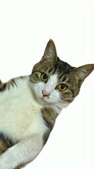 かわいい猫のアップショット かわいい猫のアップショット 猫,ペット,かわいいの写真素材