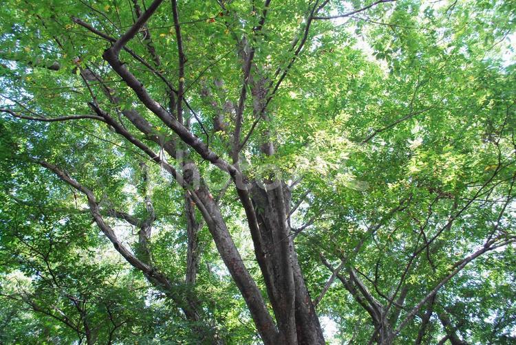 木漏れ日 けやき,欅,自然の写真素材