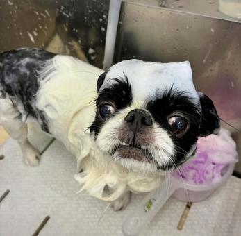 シャンプー狆 狆,トリミング,シャンプーの写真素材