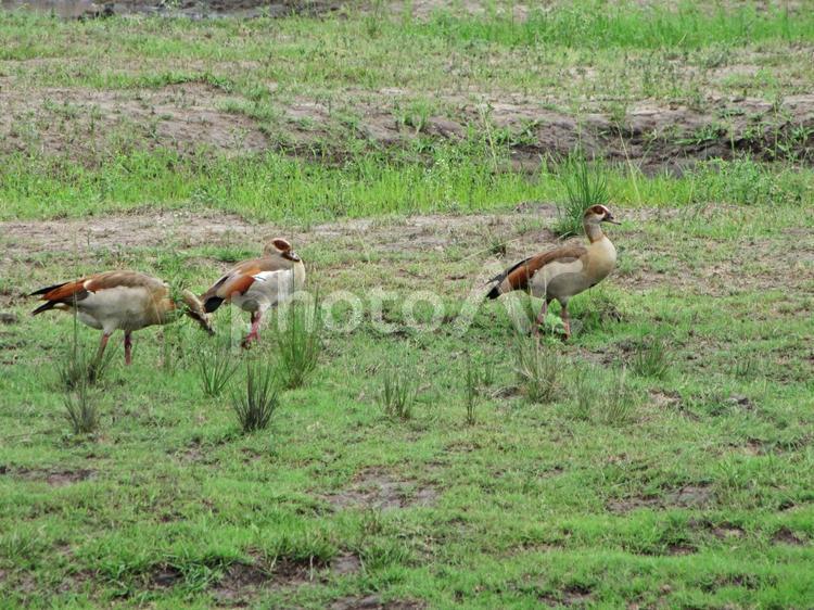 ボツワナ　チョベ国立公園　エジプトガン ボツワナ,チョベ国立公園,エジプトガンの写真素材