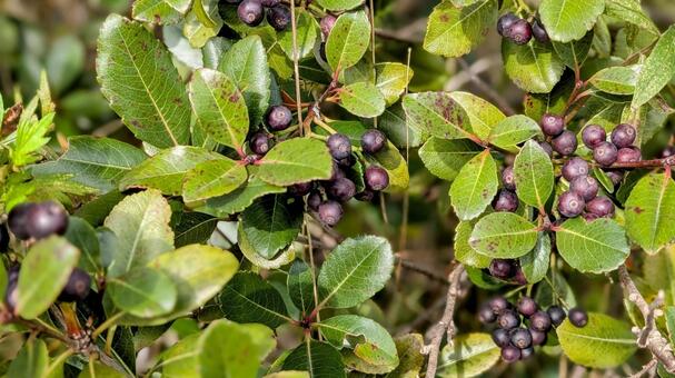 ブルーベリーみたいな実がついた街路樹 ブルーベリー,実,街路樹の写真素材
