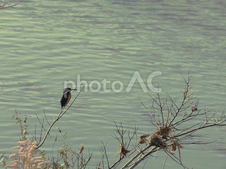 夕暮れのカワセミ カワセミ,鳥,川の写真素材