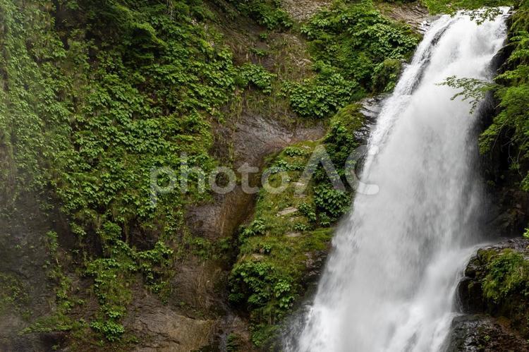 新緑の秋保大滝⒀ 滝,秋保大滝,名瀑の写真素材